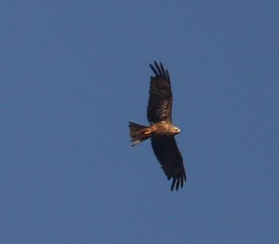 Прикрепленное изображение: IMG_2647_w.jpg